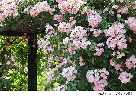つるバラ 薔薇 一重咲き バレリーナの写真素材