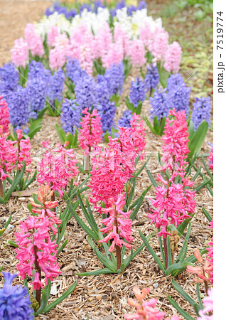ヒヤシンス 園芸種 赤紫の花 ピンク花の写真素材 ヒヤシンス 園芸種 赤紫の花 ピンク花の写真素材