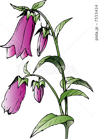 蛍袋の花のイラスト素材 蛍袋の花のイラスト素材