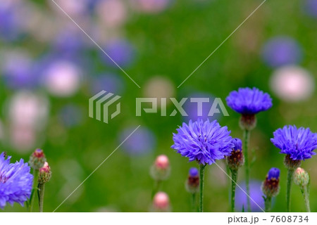 矢車草 ヤグルマソウ 花 季節の写真素材