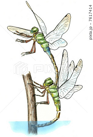 ギンヤンマのイラスト素材
