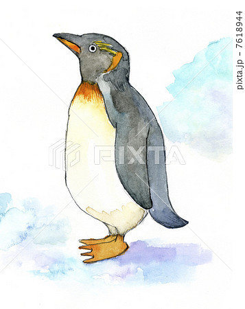 ペンギン 鳥 鳥類 リアルのイラスト素材