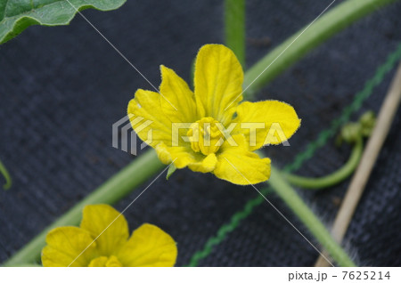 西瓜 花 生育 ウリ科の写真素材