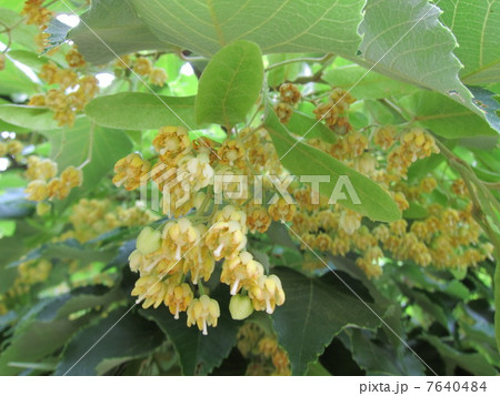 リンデンフラワーの写真素材