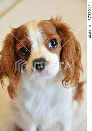 キャバリア 犬 屋内 正面の写真素材