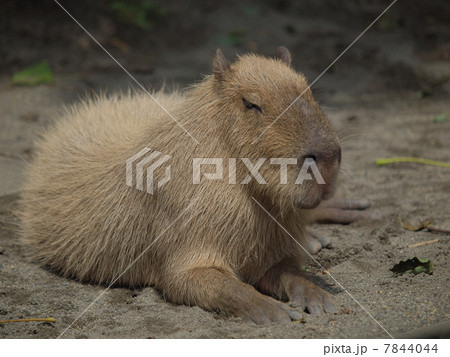 カピバラ 動物 陸上動物 上野動物園の写真素材