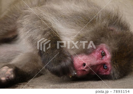 ニホンザル 高崎山自然動物園 ボスザル ベンツの写真素材