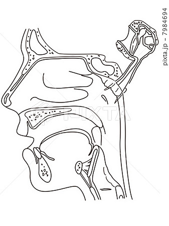 気道 イラスト 断面 顔のイラスト素材