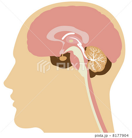 大脳 頭 断面図のイラスト素材
