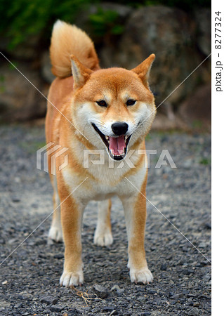 犬 シンプル 赤毛 日本犬の写真素材