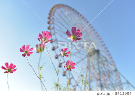 葛西臨海公園 観覧車 コスモス 関東の写真素材