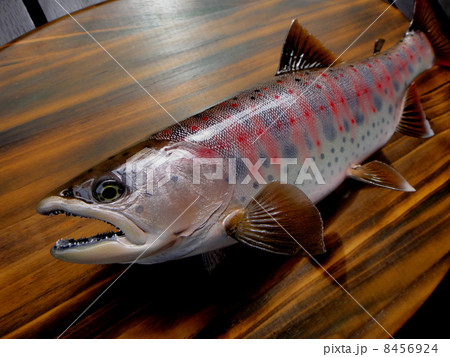 天女魚 赤い斑点 淡水魚の写真素材