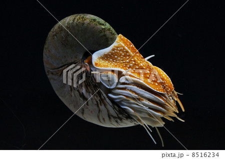 オーム貝の写真素材