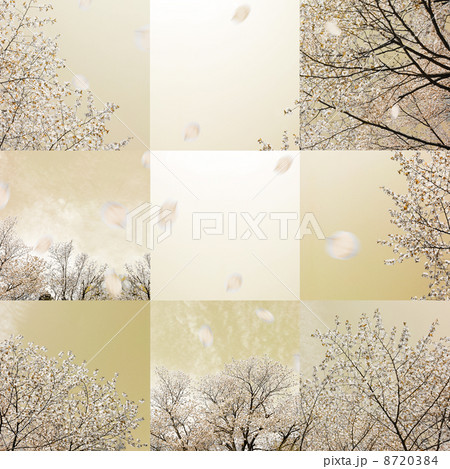 桜 きれい 出会い 別れのイラスト素材