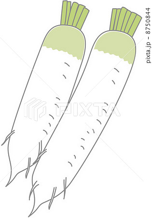 青首大根のイラスト素材
