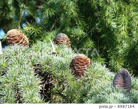 ヒマラヤスギの松ぼっくり全部セット Amazon.co.jp: シダーローズ 木の実 松ぼっくり ヒマラヤスギ リース