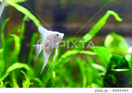 ベラ亜目 淡水魚の写真素材