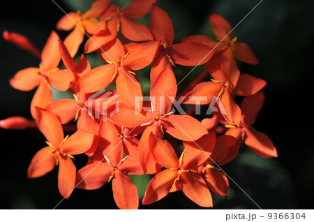 サンタンカ 植物園 黒背景 温室の写真素材