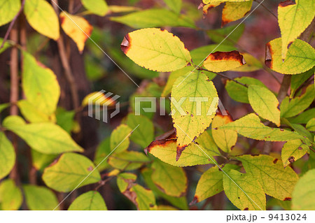 カマツカ 紅葉 落葉低木 植物の写真素材