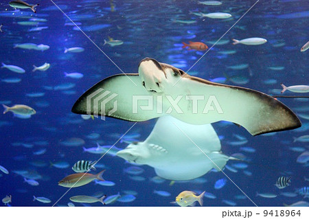 エイ 正面 八景島シーパラダイス 小魚の写真素材