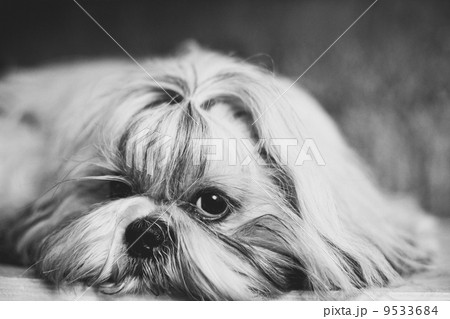 犬 シーズー 動物 白黒の写真素材
