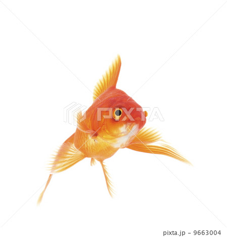 金魚 魚 尾びれ 背びれの写真素材