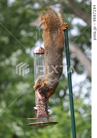 リス ぶら下がる 食いしん坊 餌の写真素材