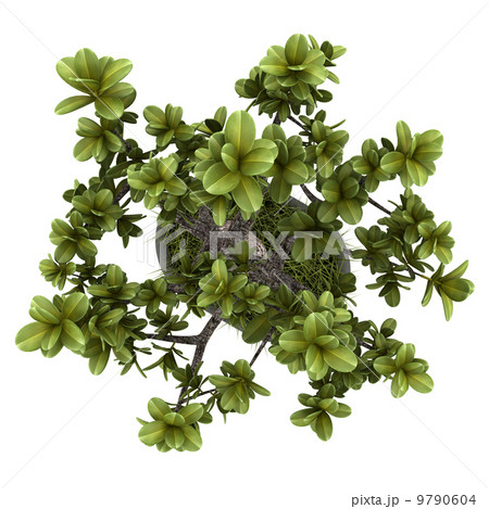 植物 平面図 小さい 藪のイラスト素材