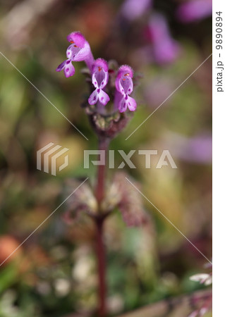 ｌａｍｉｕｍ ホトケノザ 蜜の写真素材