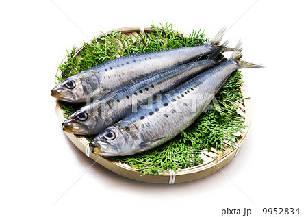 ニシン 魚 青魚の写真素材
