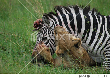 狩り 弱肉強食 シマウマ ライオンの写真素材