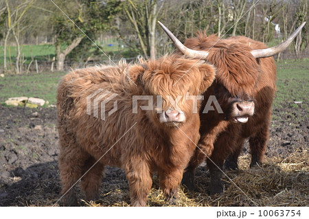 ハイランド キャトルの写真素材