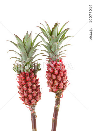 観賞用 パイナップル 2本 パインの写真素材