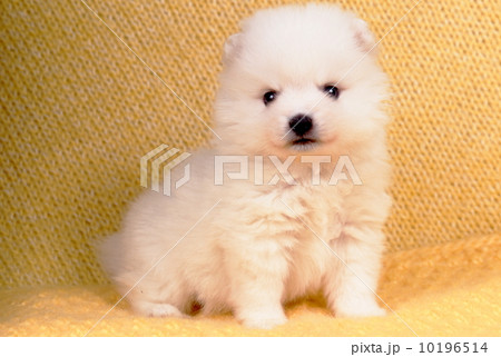 白い子犬の写真素材