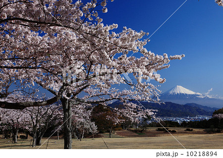 日本平ホテル 桜の写真素材