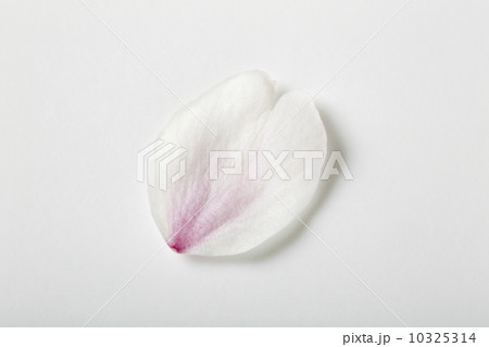 花びら コピースペース 桜 一枚の写真素材