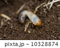 黄金虫の幼虫の写真素材