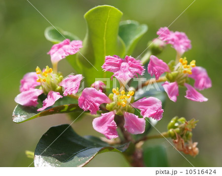 アセロラの花の写真素材