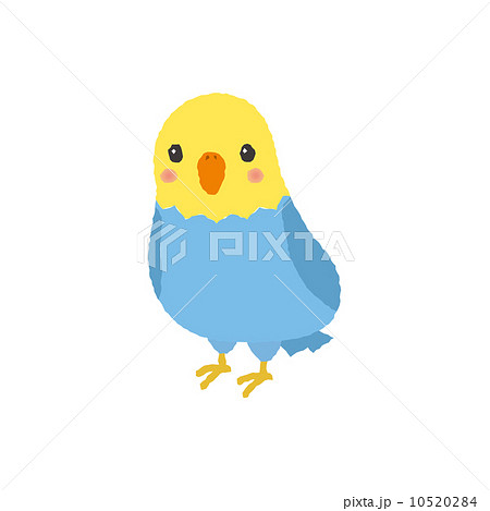 インコ 小動物 ペット 小鳥のイラスト素材