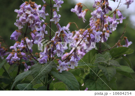 桐の花の写真素材 - PIXTA