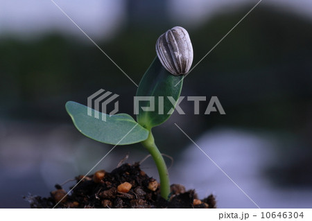 種 ひまわり 発芽の写真素材