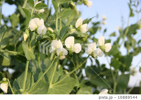 サヤエンドウの花 白い花 野菜 つるの写真素材