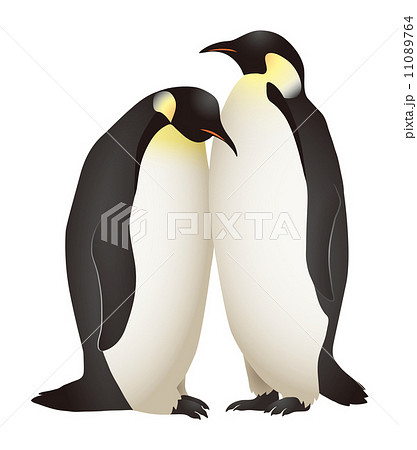 皇帝ペンギン ペンギン 鳥 全身の写真素材
