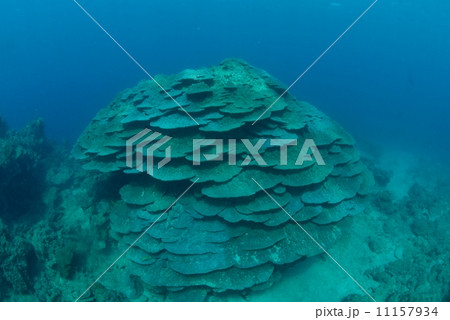 フカアナハマサンゴ 海の写真素材