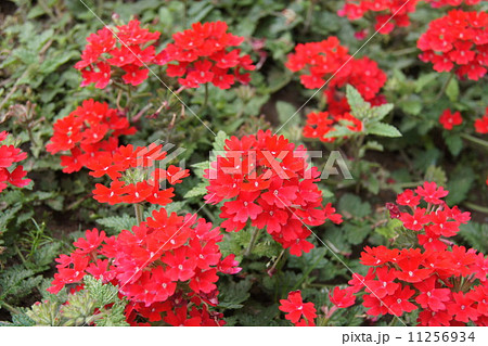 花びら５枚 植物 葉 赤い花 花びら 春の写真素材