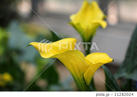 カラー 花 温帯植物 サンテデスキア属の写真素材