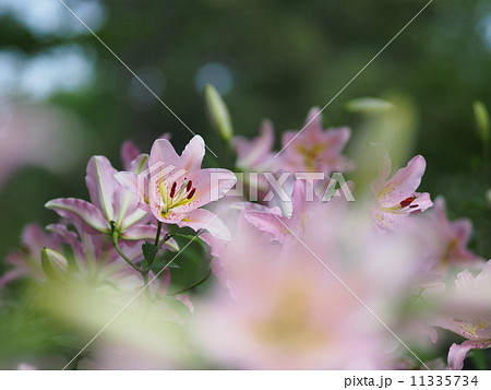 ルレーブ 花の写真素材