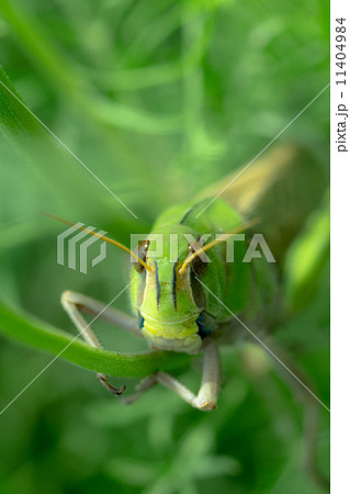 バッタ 昆虫 カメラ目線 正面の写真素材