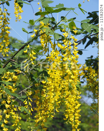 Laburnum 黄色い花 マメ科の写真素材 Pixta