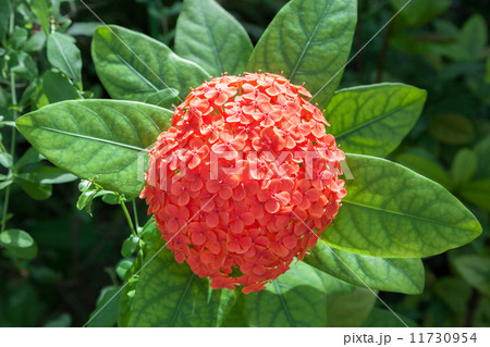 ✨✨✨サンダンカ【涼盆栽◎美らさん】検/花物/三段花 rectangle_large_type_2_4d15be4